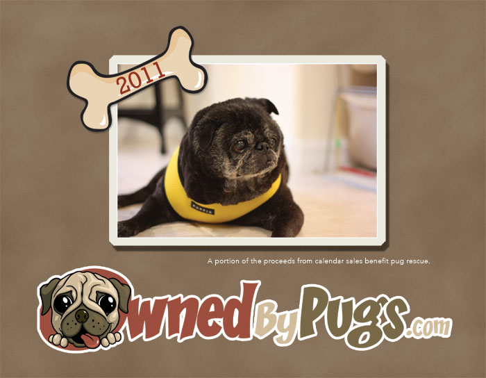 2011 Owned by Pugs Calendar Cover