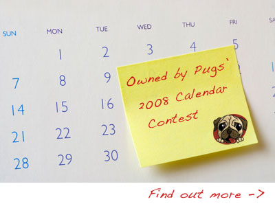 Owned by Pugs 2008 Calendar contest