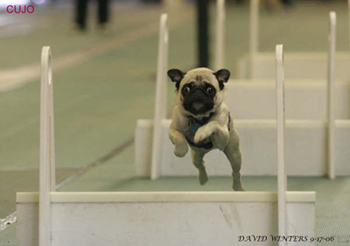 Cujo racing down the lane