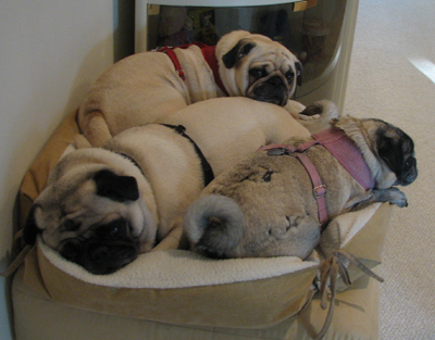 Benjamin, Henry & Luna in one little dog bed