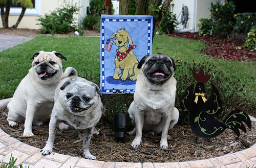 Benjamin, Luna and Henry