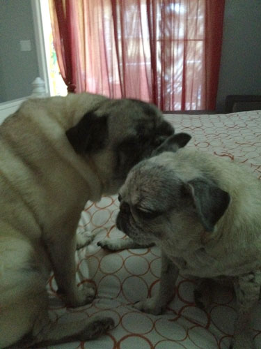 Henry and Luna