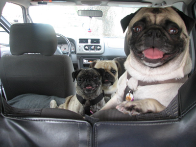 Benjamin, Henry & Luna in the car