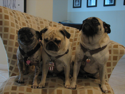 Benjamin, Henry and Luna on the chair