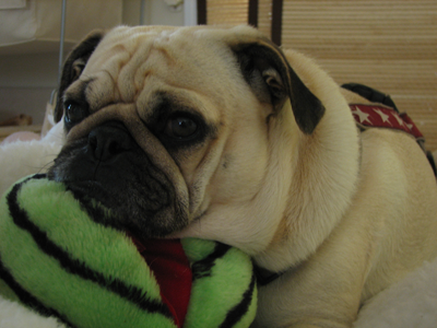Benjamin resting his head on Henry's favorite toy