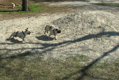 The boys running around the sand pile at the park