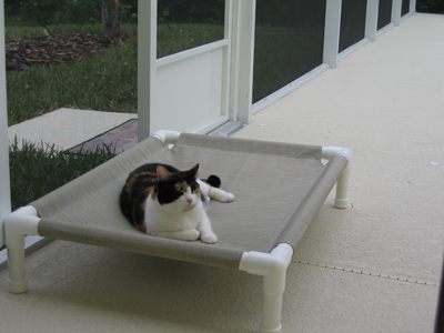 Cupid on the dog bed