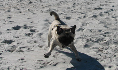 Henry playing at the beach