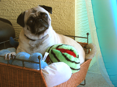 Henry laying in the toy basket