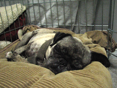 Luna relaxing in her crate