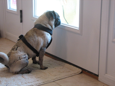 Luna waiting at the door