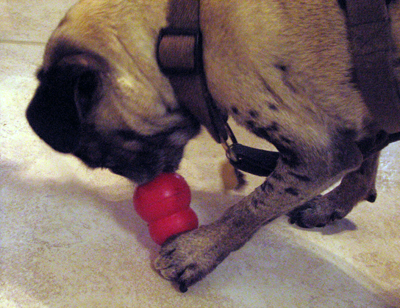 Luna with her first Kong