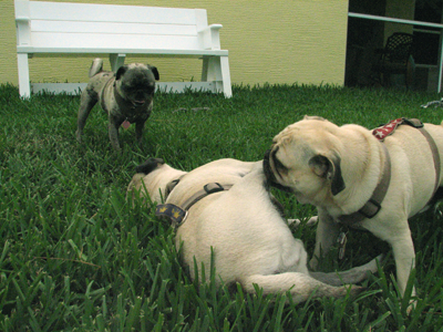 Benjamin biting Henry's legs