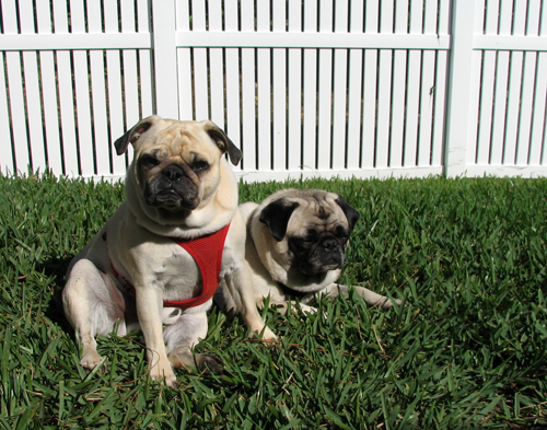 Benny & Henry