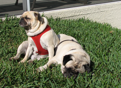 Benny & Henry