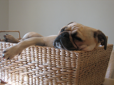 Benjamin sleeping in the basket