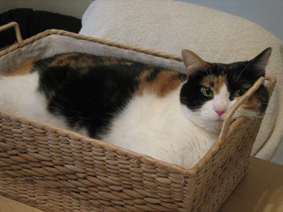 Cupid, the cat, in the basket