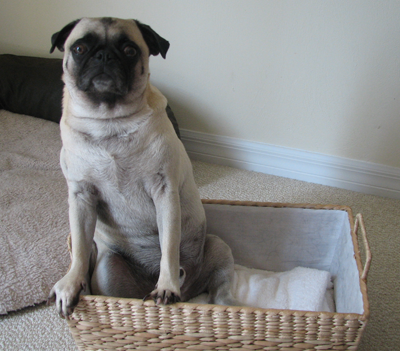 Henry in the basket