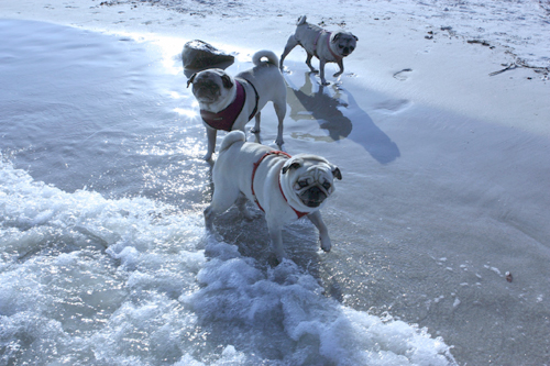 Benjamin, Henry and Luna