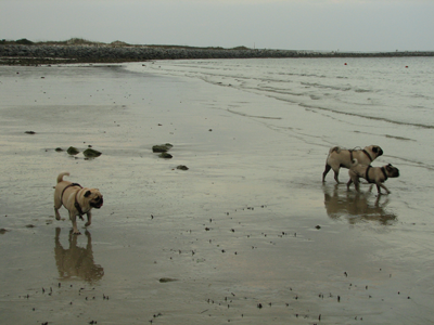 Benjamin, Henry and Luna at the beach