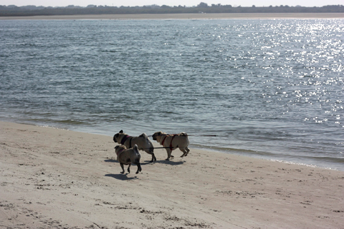 Luna, Henry and Benjamin