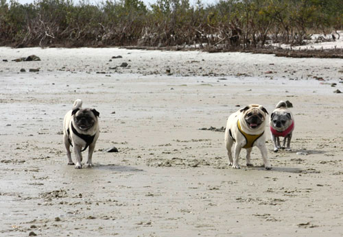 Benjamin, Henry and Luna