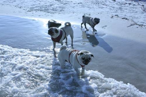 Benjamin, Henry and Luna