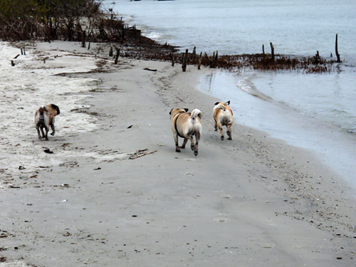 Running along the shore