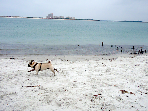 Henry running in the sand