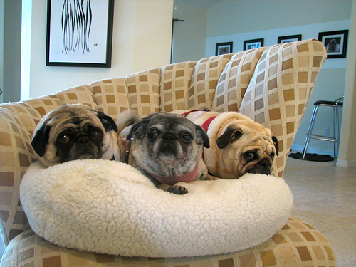 Benjamin, Henry & Luna in their new bean bag dog bed