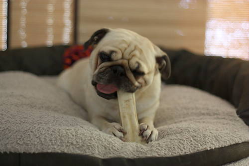 Benjamin chewing a bone