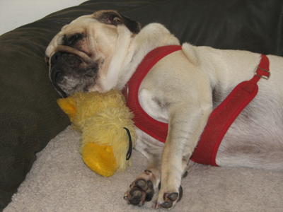 Benjamin with his duck