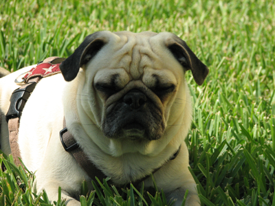 Benny in the yard