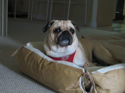 Benjamin in the new bed