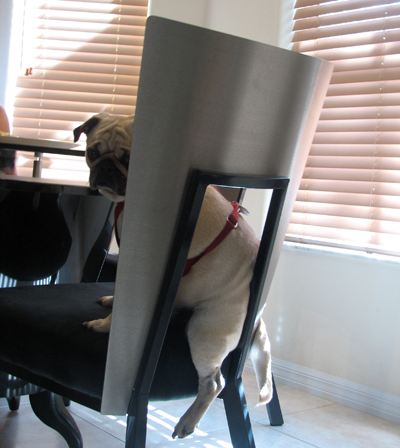 Benjamin at the breakfast table