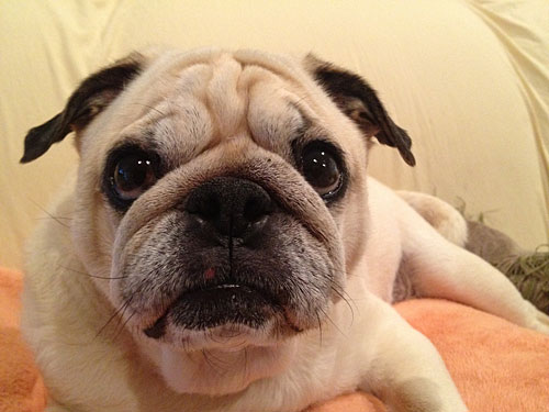 why do pugs get pimples