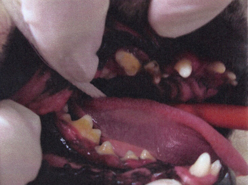Benjamin before dental cleaning