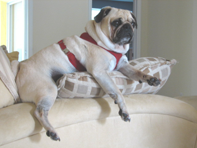 Benny's Throne