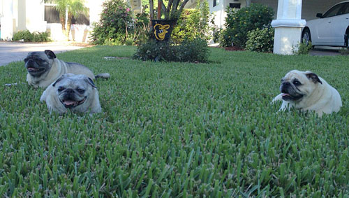 Benjamin, Henry and Luna