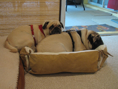 Ben & Henry in their new bed