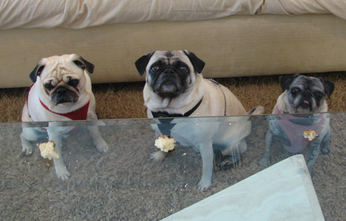 Benjamin, Henry & Luna waiting for a piece of blueberry bread