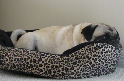 Henry in the new dog bed