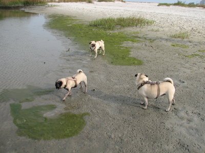 At the beach