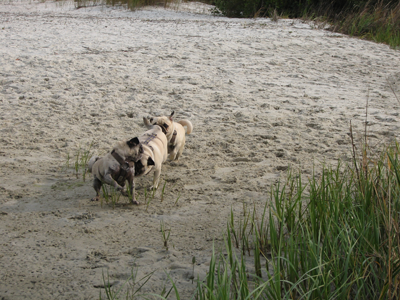 Playing chase at the beach