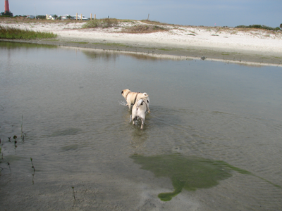 Benjamin & Henry getting their paws wet