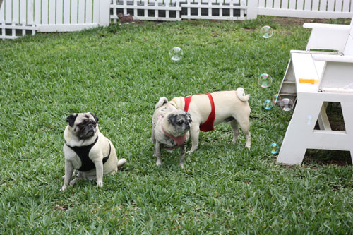 Benjamin, Henry and Luna with Bubbles