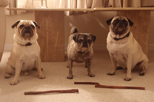 Benjamin, Henry & Luna with their bully sticks