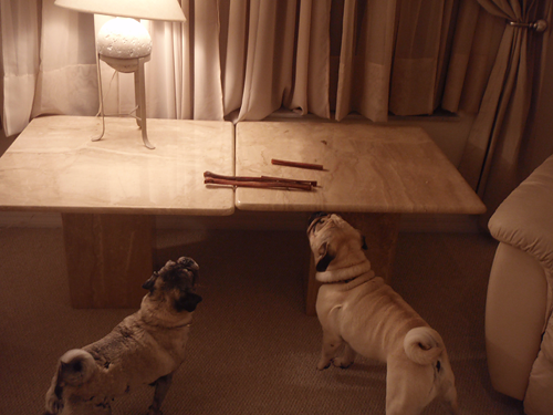 Benjamin & Luna smelling out the bully sticks