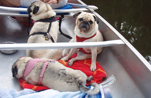 Benjamin, Henry & Luna canoeing