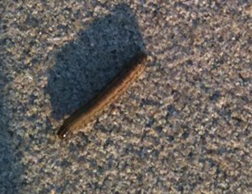 Caterpillar